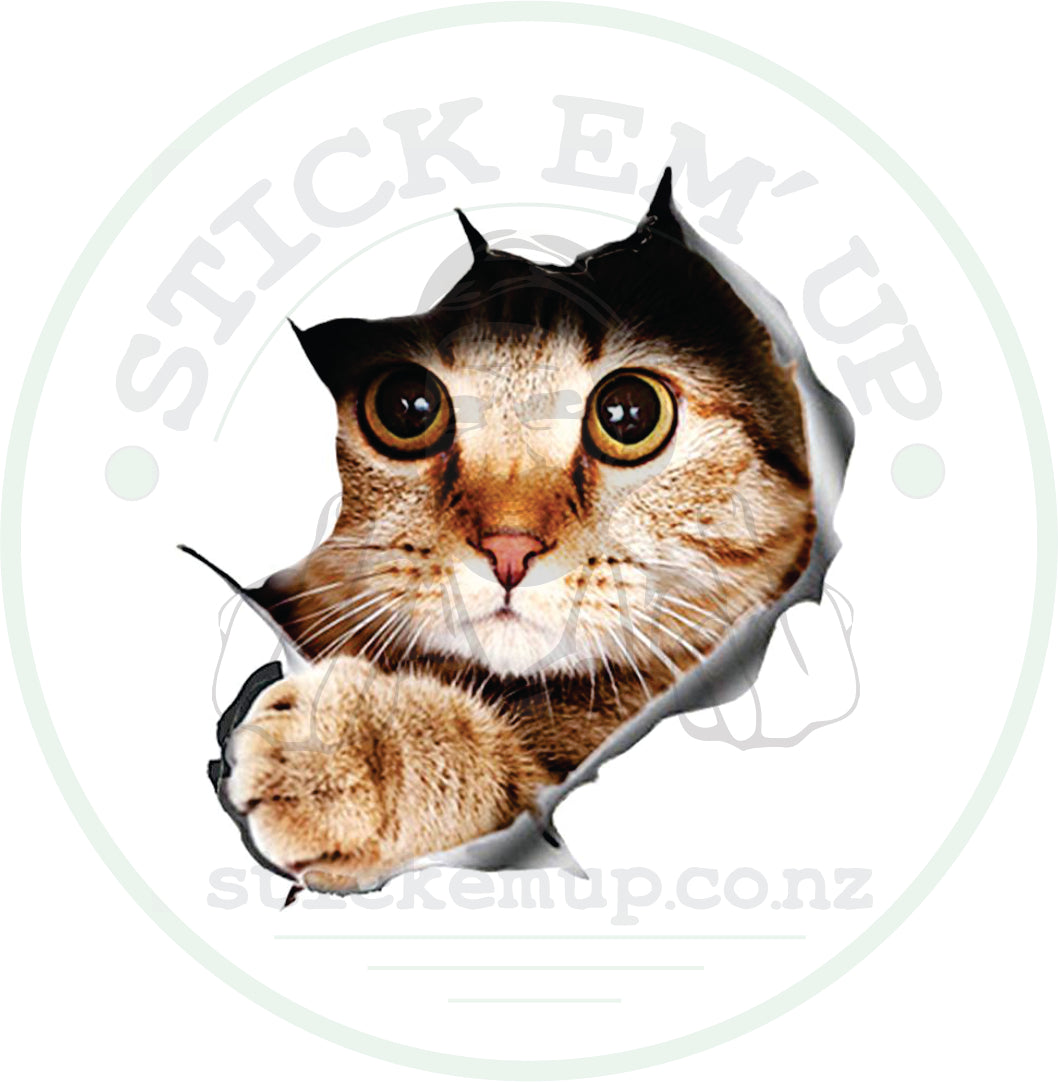 Kitten  sticker